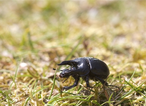 Male minotaur beetle