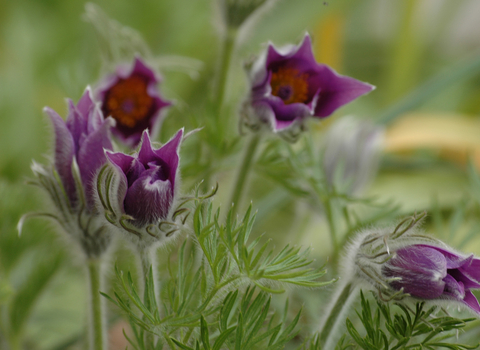 Pasqueflower