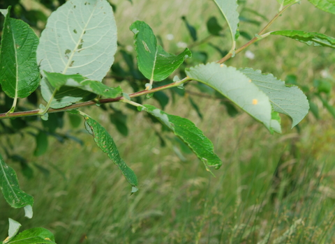 Goat Willow