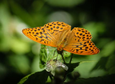 Silver-washed Fritillary_Gamlingay Wood NR_Sarah Lambert_17Jun2014