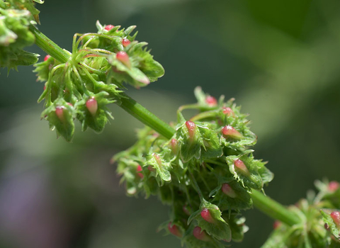 Broad-leaved Dock