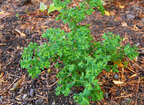 Petty Spurge