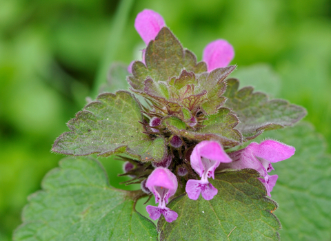 Red Dead-nettle