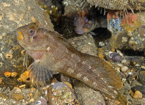 Tompot blenny