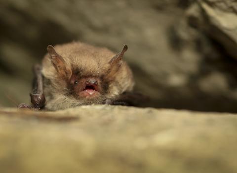A Natterers bat