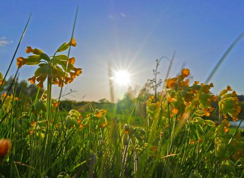 Cowslips in grassland