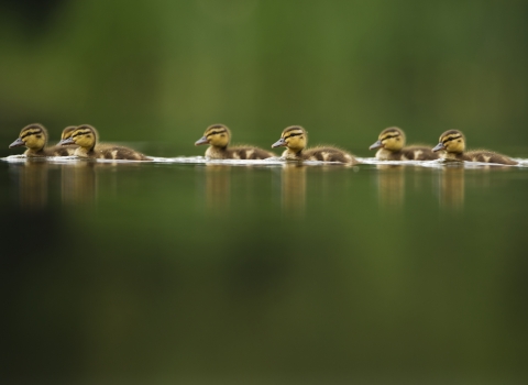 Ducklings