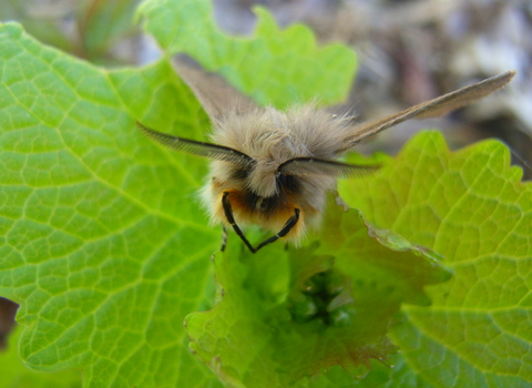 Muslin moth face on