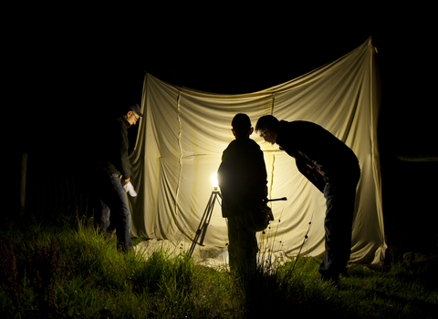 Moth trapping (c) Ross Hoddinott/2020VISION