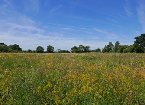 Upwood Meadows 