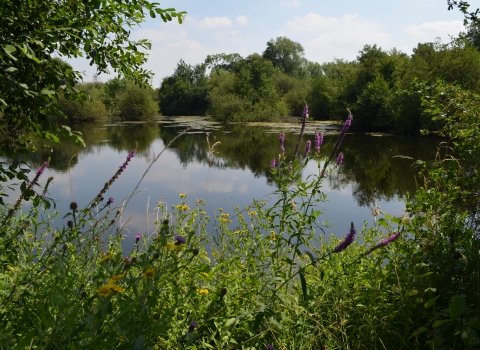 Bedfordshire Nature Reserves | Wildlife Trust for Beds, Cambs & Northants