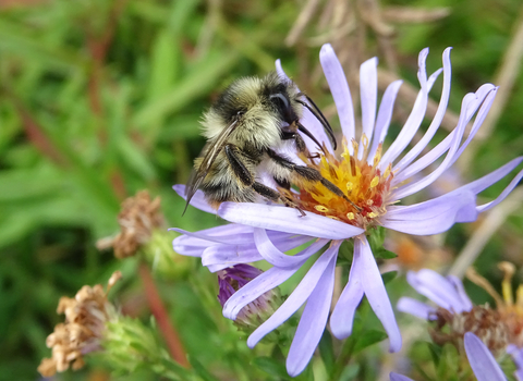 Shrill carder bee male