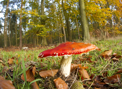 Fly agaric