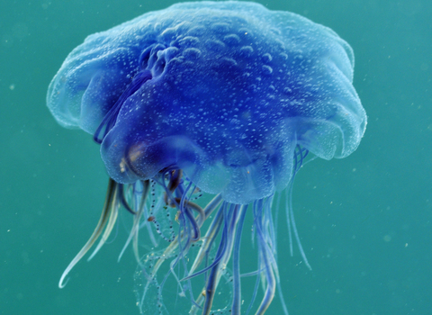 Blue jellyfish