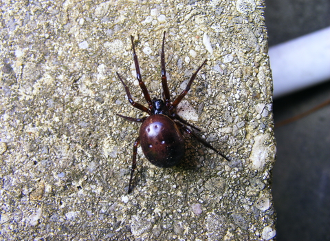 A false widow spider crawling over a stony surface