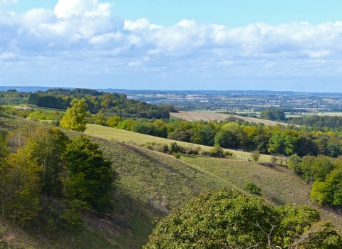 Managing chalk downland at Blow's Downs | Wildlife Trust for Beds, Cambs &  Northants