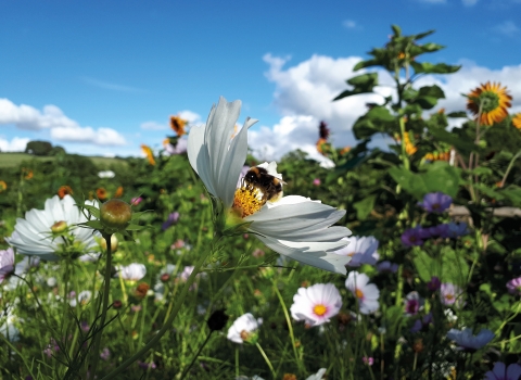 Action for Insects