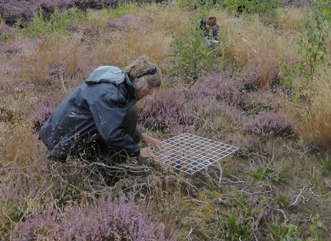 Heathland survey by Gwen Hitchcock