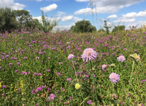 Wildflowers Trumpington Meadows