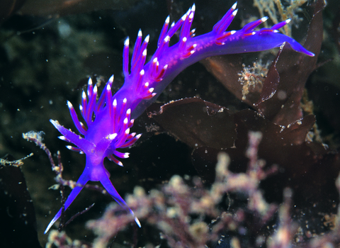 Sea slug Flabellina pedata