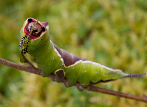 Puss moth caterpillar