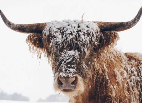 Highland Cow in Snow