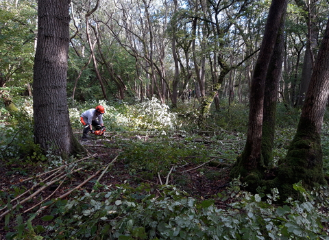 Work at Hayley Wood by Mark Ricketts