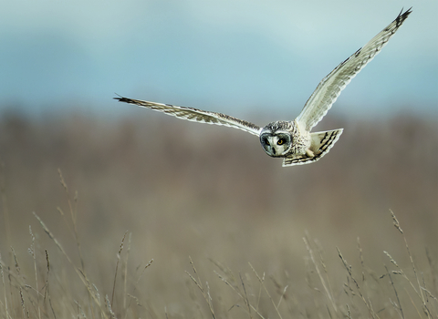 A short-eared owl in flight over Burwell Fen, looking down