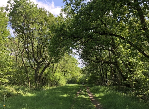 A ride in Brampton Wood