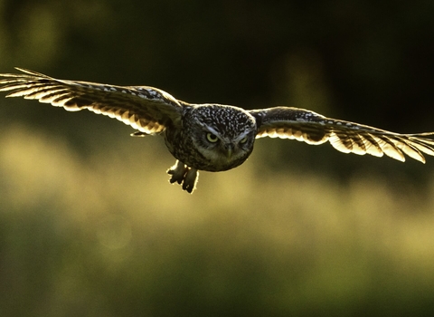 Little owl in flight