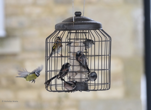 Finches and tits feeding © Nicholas Watts