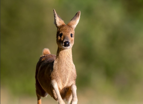 Chinese water deer by Luke Witcher