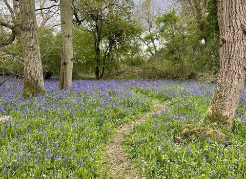 Bluebell damage at Lady's Wood