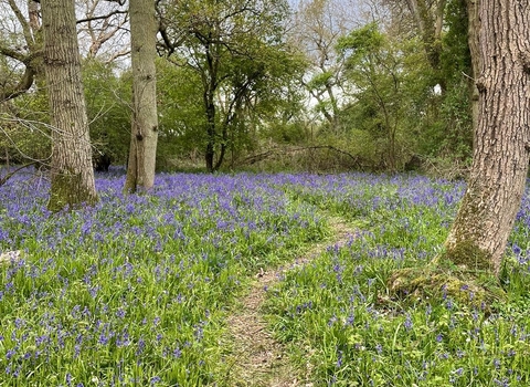 Are bluebells poisonous? And more bluebell facts - Woodland Trust