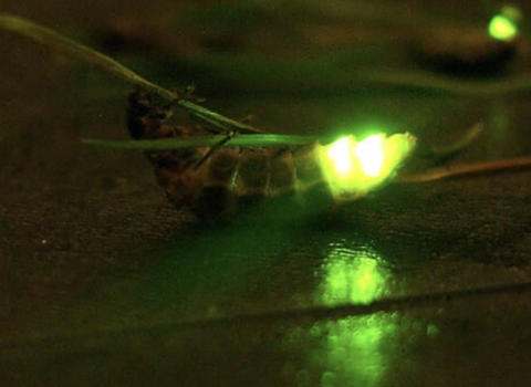 Shine of glow-worm