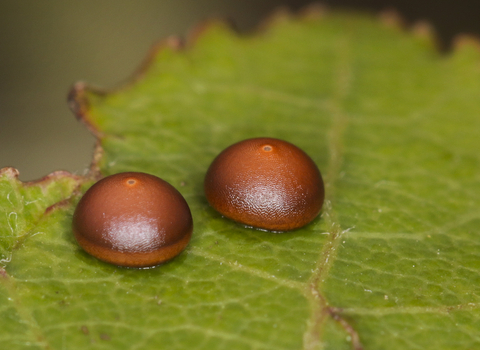 Two reddish-brown puss moth eggs laid on an aspen leaf