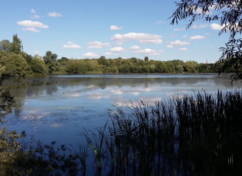 Nene Wetlands WTBCN