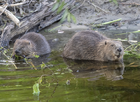 Two beavers at the waters edge feeding