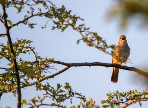 A nightingale, highlighted by golden hues of a sunrise, with it's beak wide open, singing