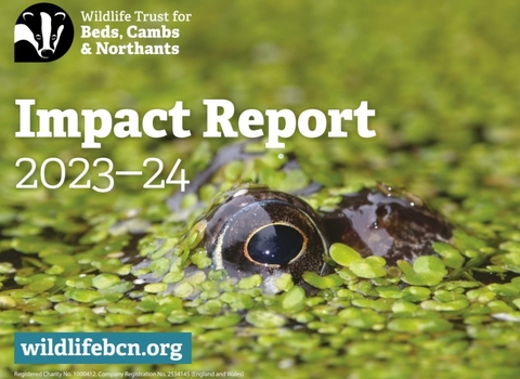 The eyes of a common frog (side on to the camera) peering out of the water's surface covered in green duckweek.