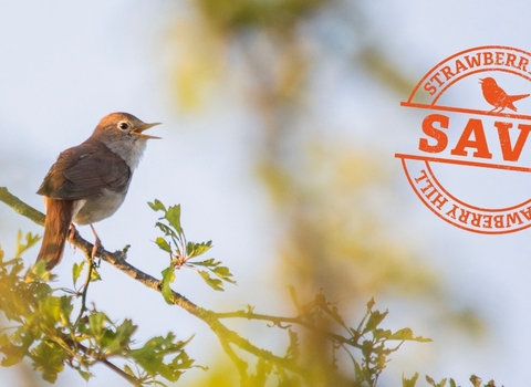 Nightingale singing, close up, and a stamp graphic reading "Save Strawberry Hill"