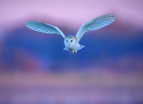 A barn owl, wings spread wide, flies towards the camera against a blurred backdrop of blue and pink hues