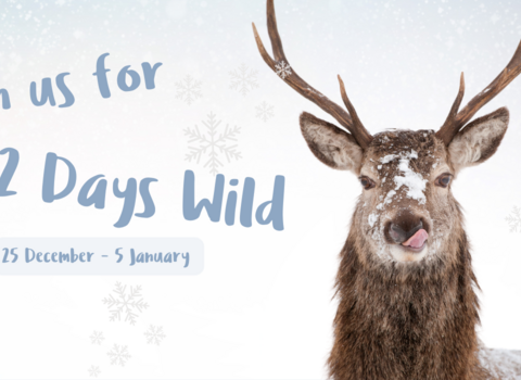 12 Days Wild 2024 - Red deer