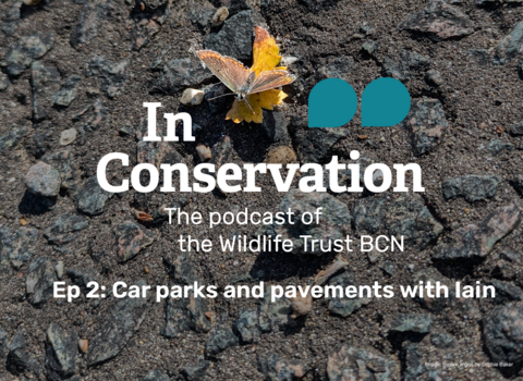 A brown argus on tarmac next to the words 'In Conservation, The podcast of the Wildlife Trust BCN, Ep 2: Car parks and pavements with Iain