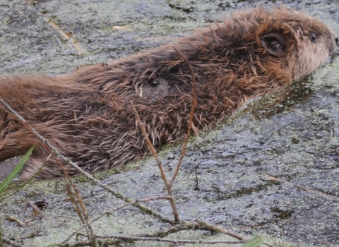 Beaver swimming in delta pit