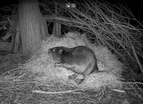 A beaver captured by a trailcam as it sits atop some straw at night