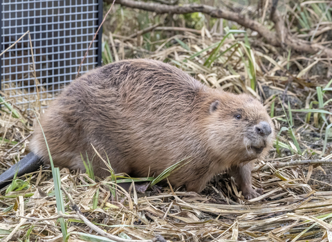 Beaver leaving crate