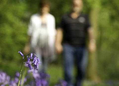 Bluebells at the edge of woodland path with couple walking in the background