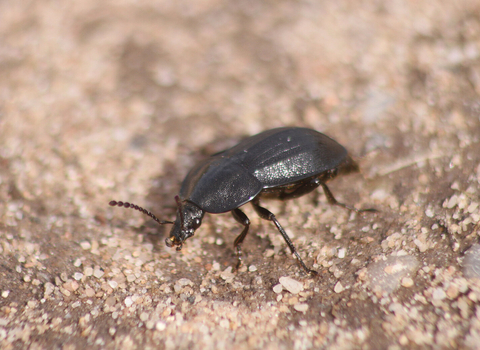 A black snail beetle crossing a path