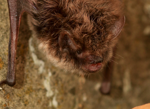 Whiskered Bat